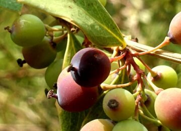 Daruharidra fruits